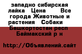 западно сибирская лайка › Цена ­ 0 - Все города Животные и растения » Собаки   . Башкортостан респ.,Баймакский р-н